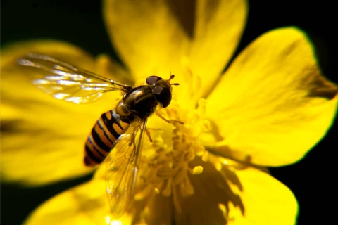 biodiversity-1705052543