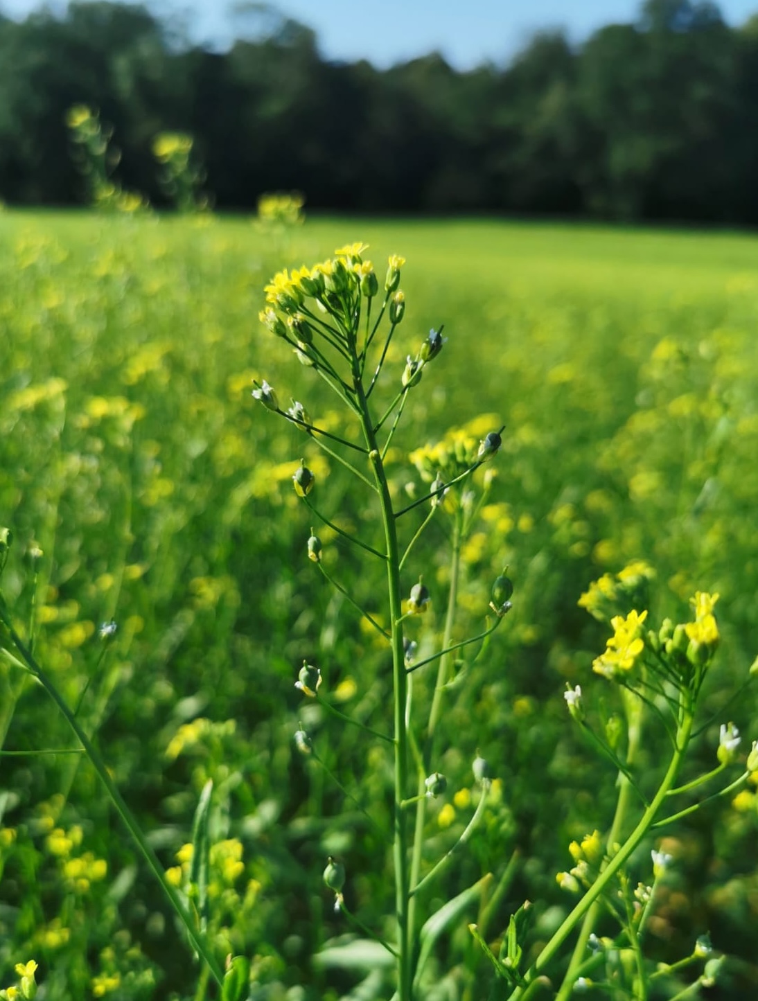 camelina-close-up