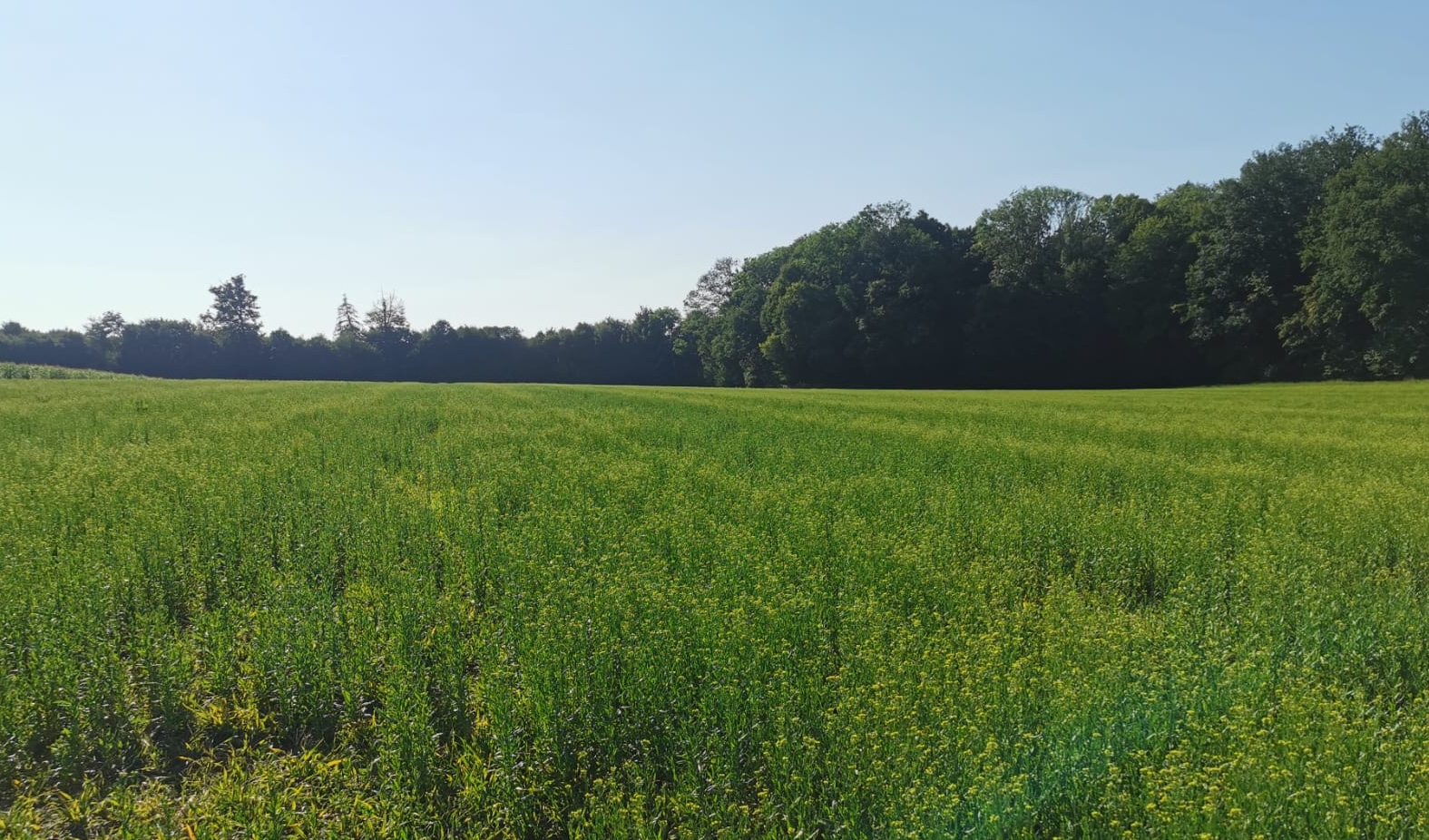 camelina-field-trees-in-background