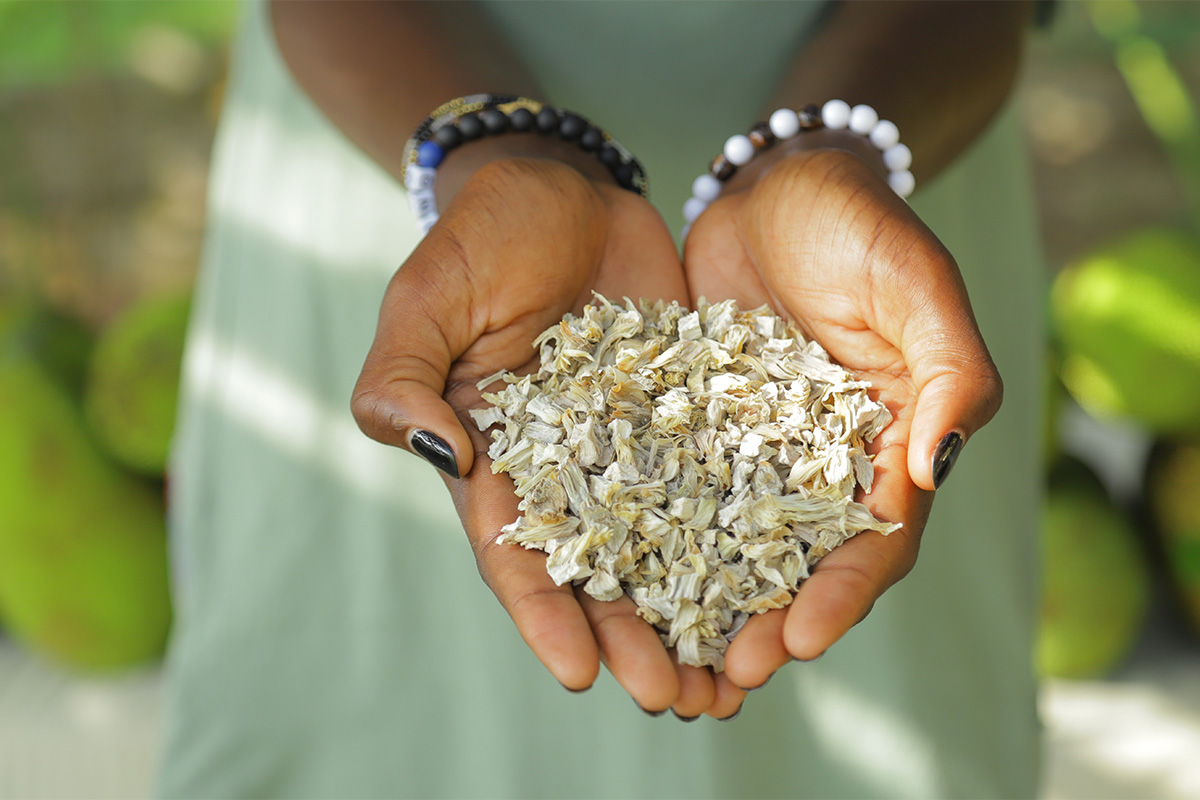 PrimeJack®— a dried jackfruit fibre