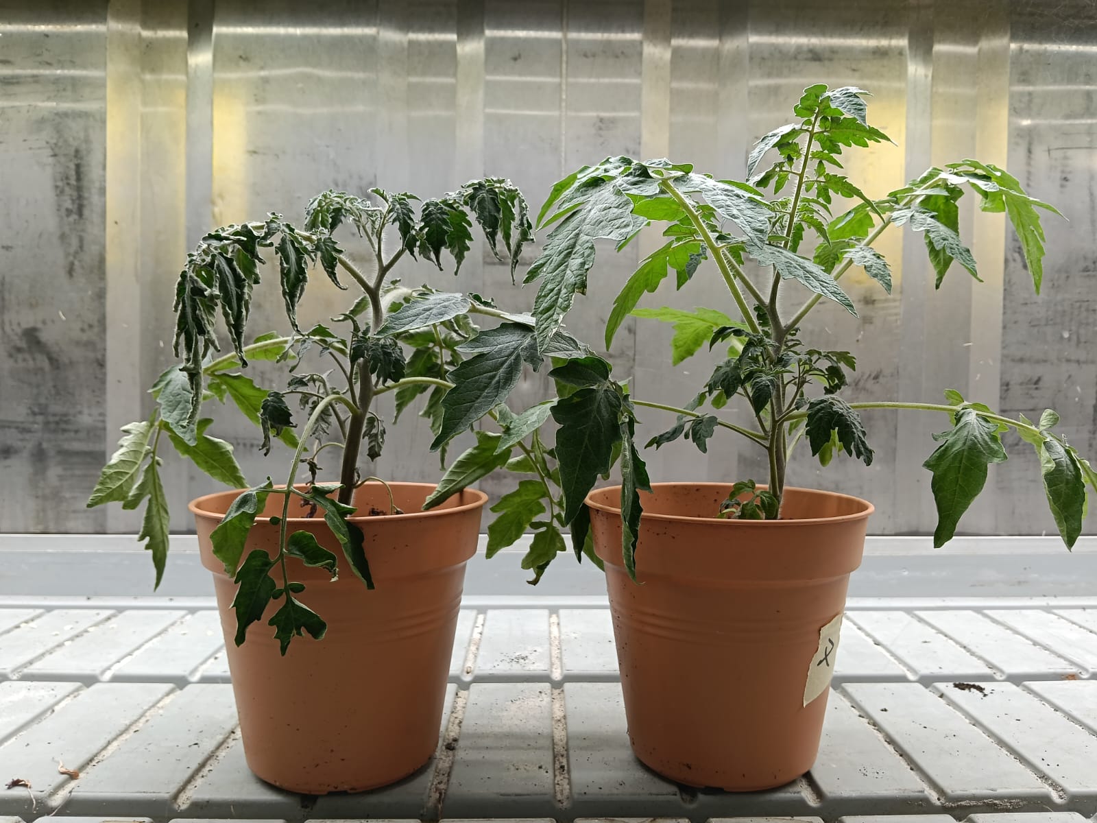 tomatoplant
