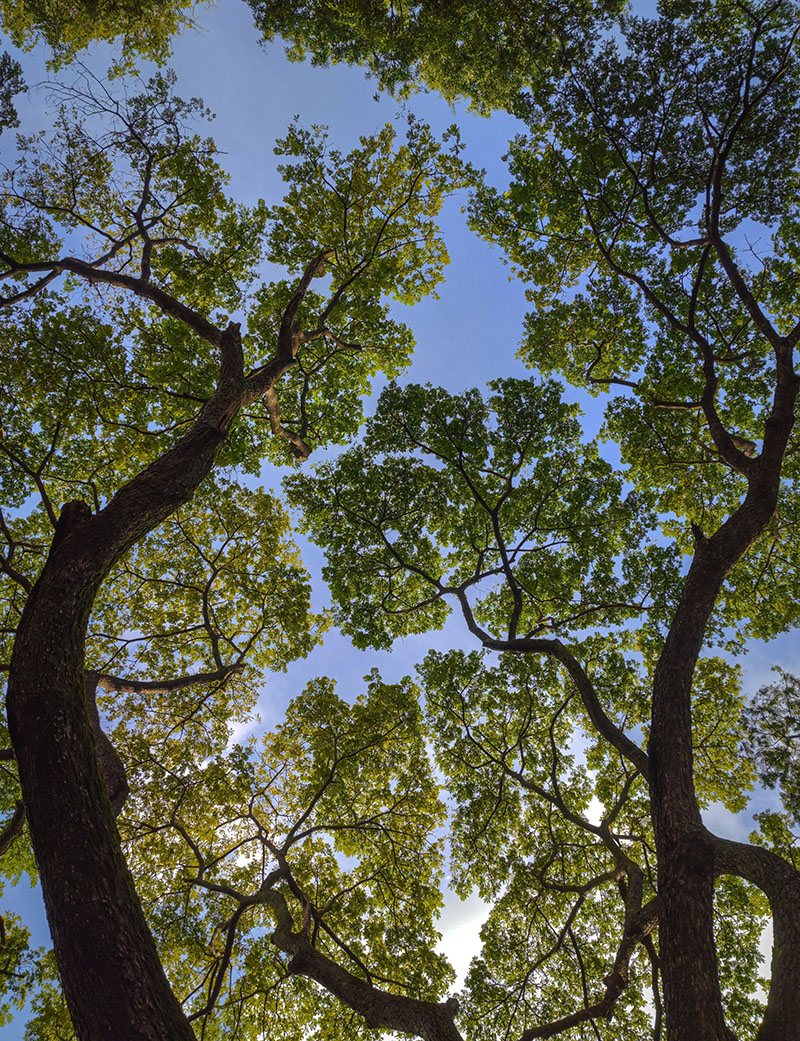 biodiversity-climate