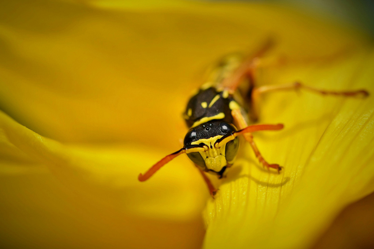 biodiversity-european-paper-wasp