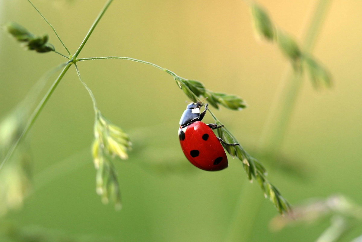 biodiversity-ladybird