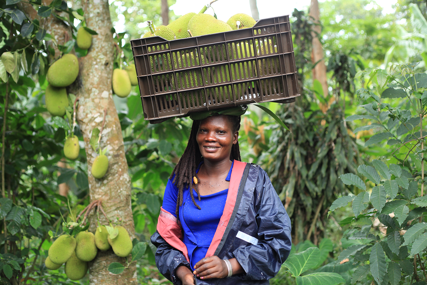 Harvesting jackfruit in Uganda