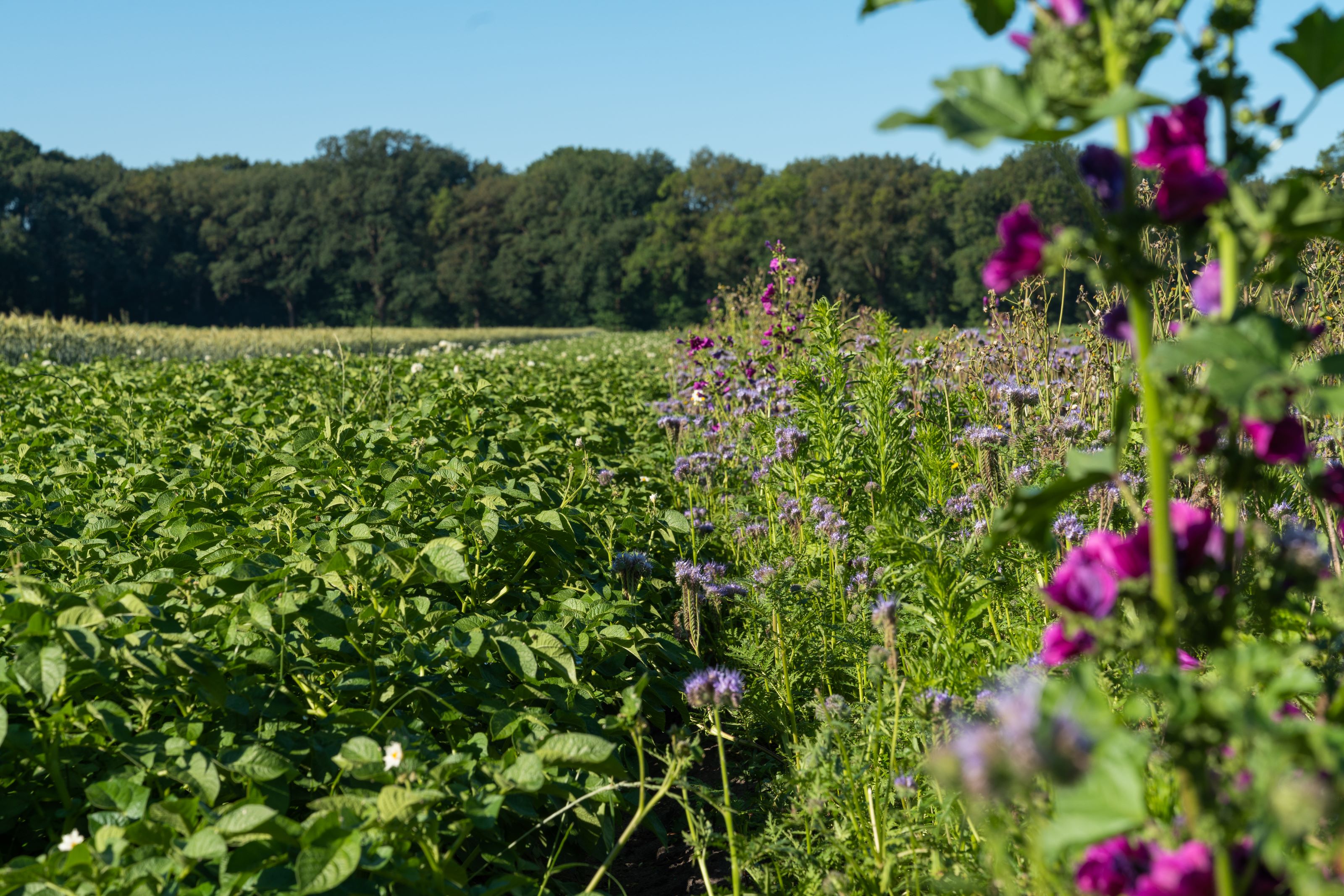 vp-bewerkt-04225-website