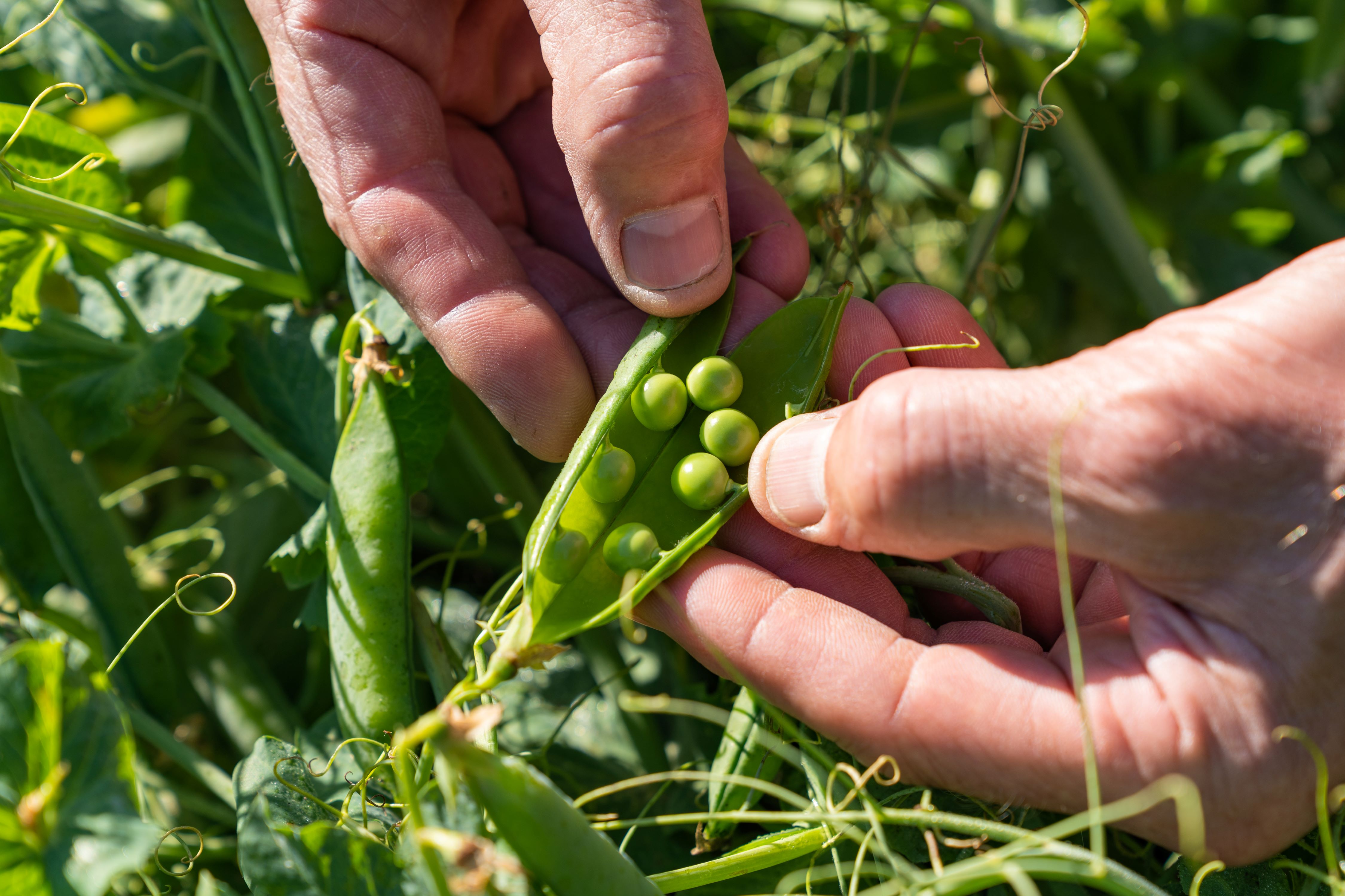 vp-bewerkt-04259-website